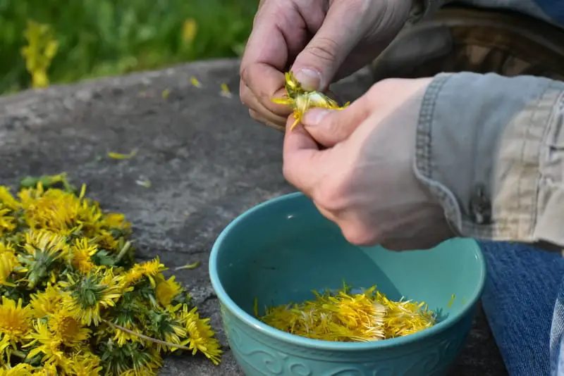 stripping dandelion petals from the head