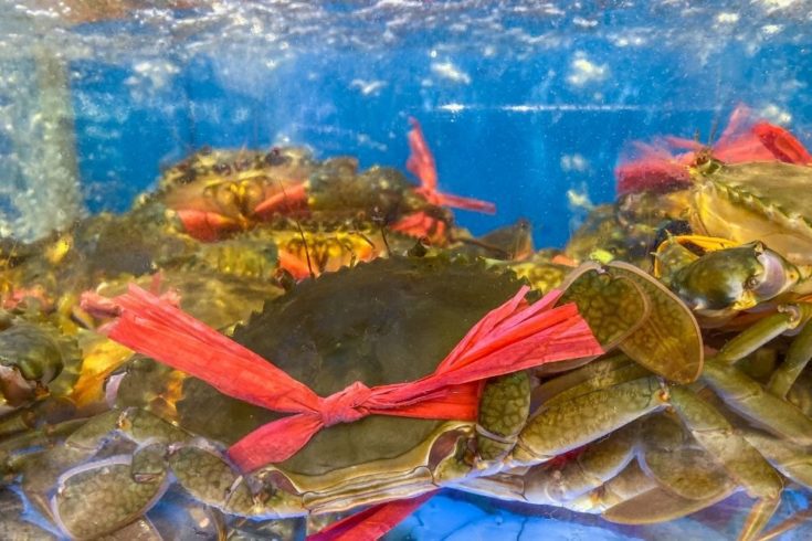 Can You Eat Dead Crabs? Everything You Need To Know
