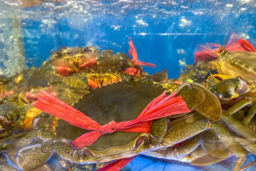 Tied up alive crab in a water tank