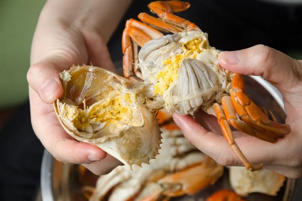 A fresh crab being opened up