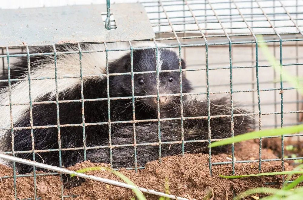 How to Safely Catch a Skunk Without Getting Sprayed