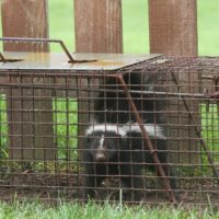 How to Safely Catch a Skunk Without Getting Sprayed1