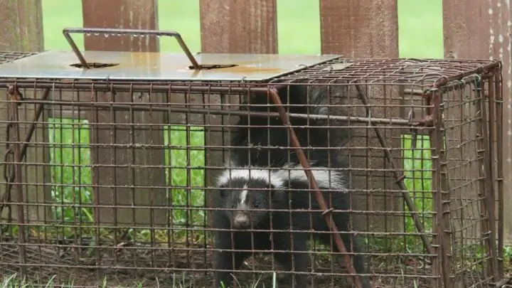 How to Catch a Skunk? (Without Getting Sprayed!)