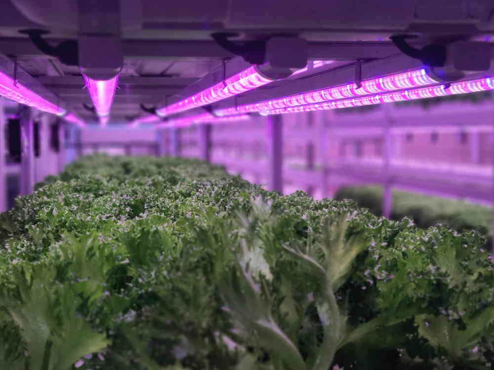 How to Grow An Indoor Survival Garden 2 Growing vegetables indoors