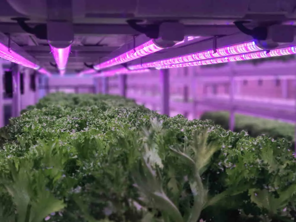 Growing vegetables indoors
