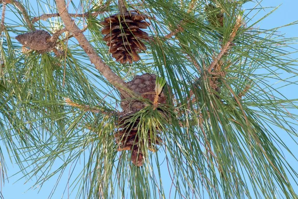 Pine Cones