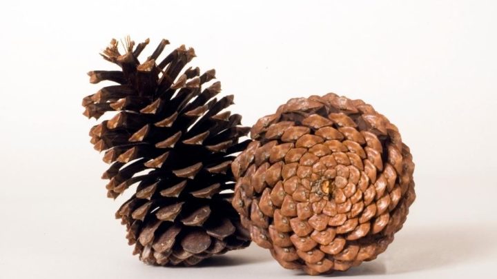 Where To Find Pinecones And Potential Side Effects Of Eating Them!