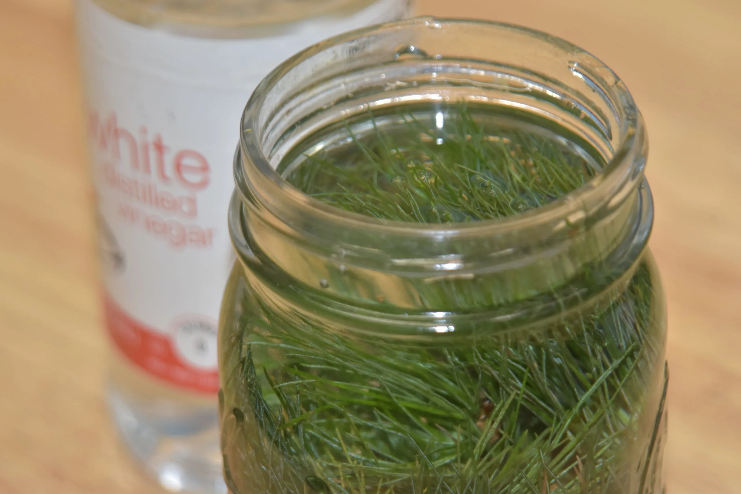 MIGrey 20211202 EvergreenVinegar EvergreenVinegar01 scaled