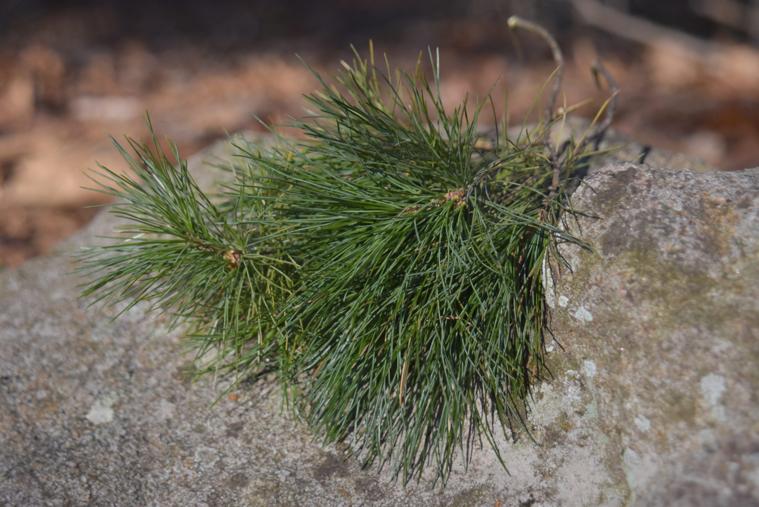 evergreen needles