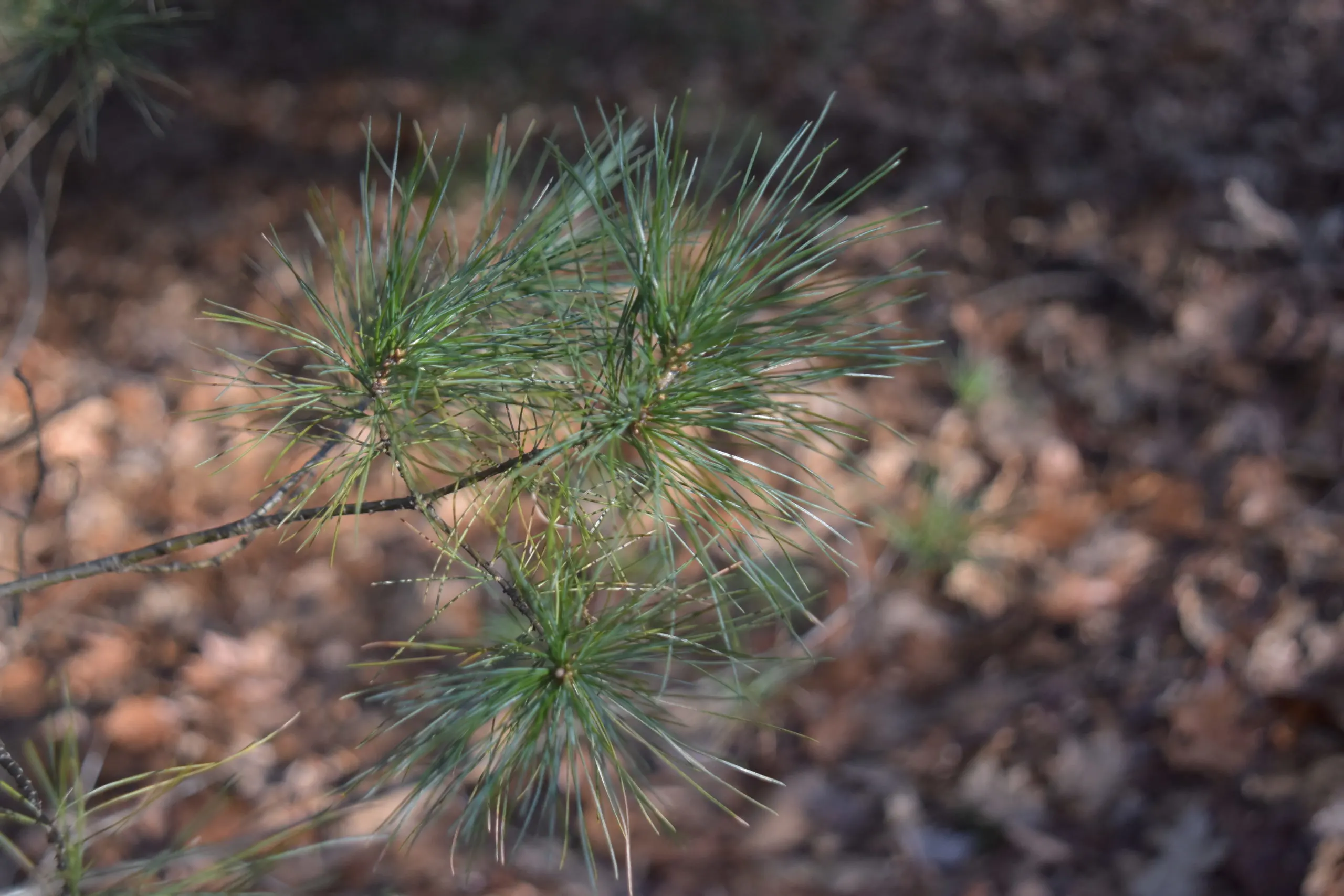 evergreen needles