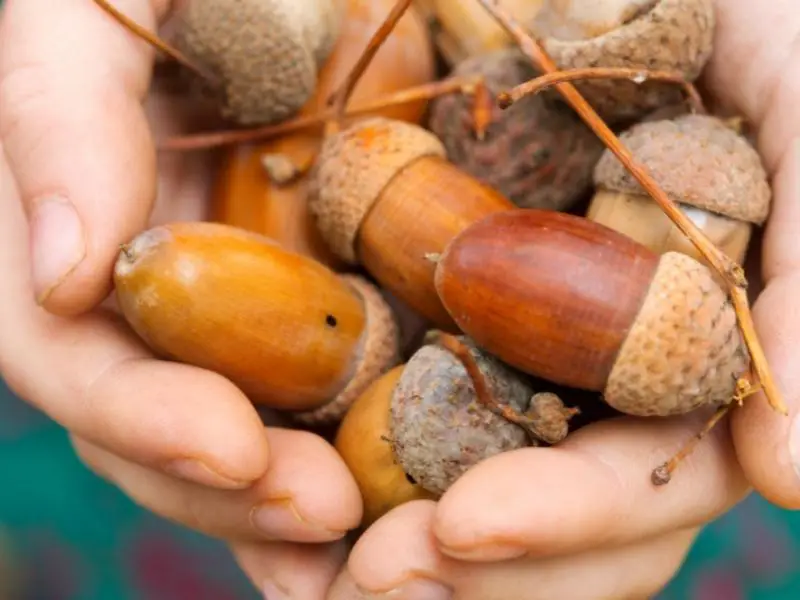 Selecting The Perfect Acorn