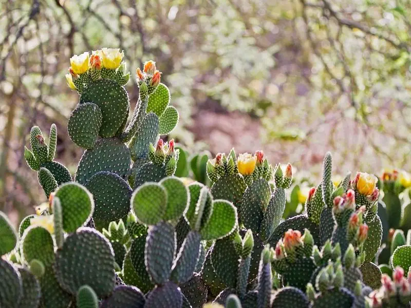 You Can Drink Water From A Cactus