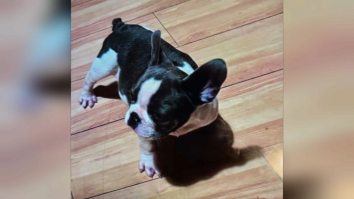 French Bulldog Puppy Stolen in Armed Home Invasion Robbery in Rosemead (LA)