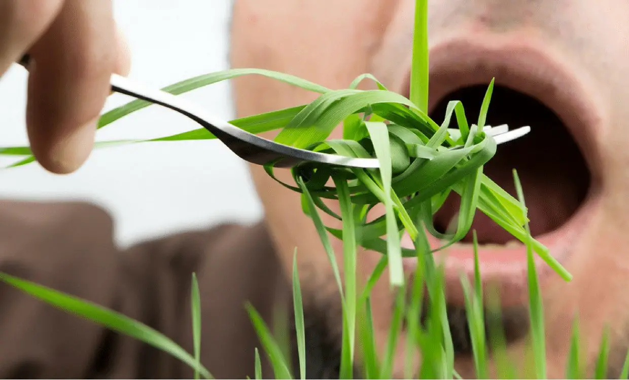 Man eating grass with a fork