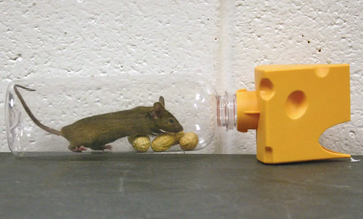DIY Homemade Mouse Trap - Say Goodbye to Mice