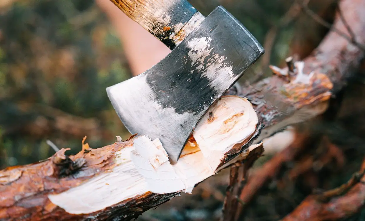 Chopping wood with sharp axe in the forest