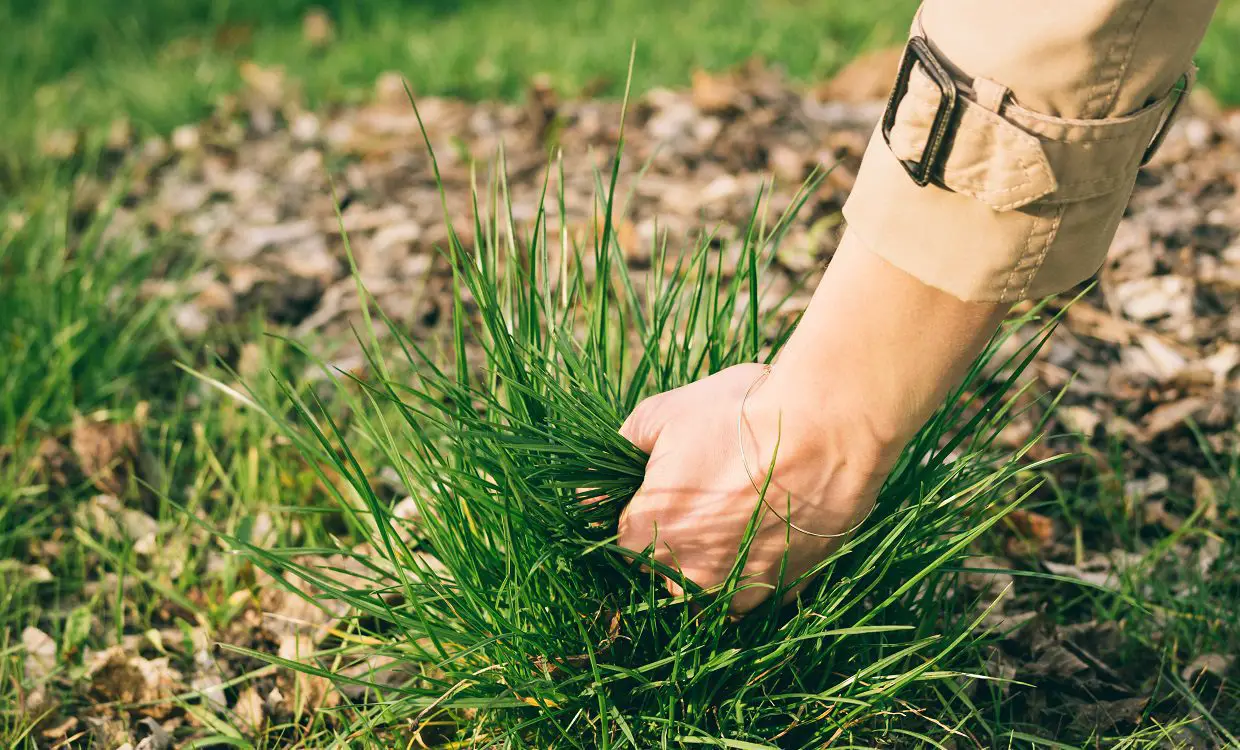 Eating large amounts of grass can lead to several negative consequences