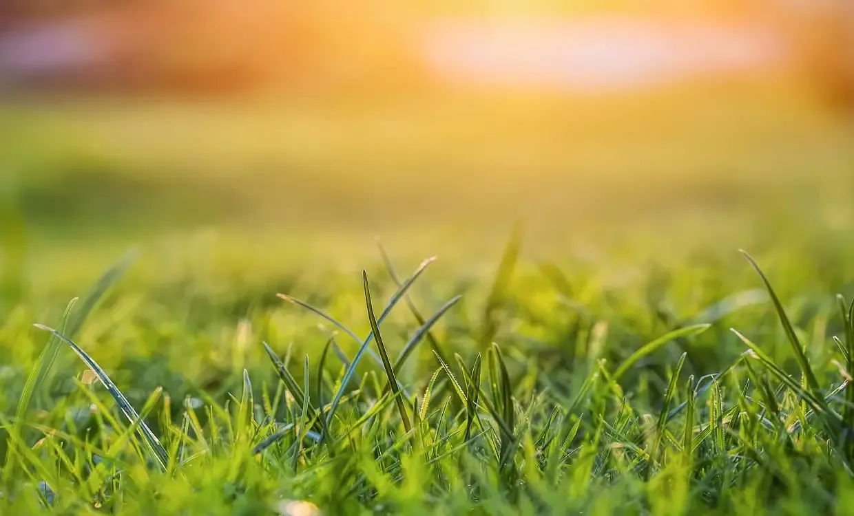 Grass has little to no nutritional value for humans