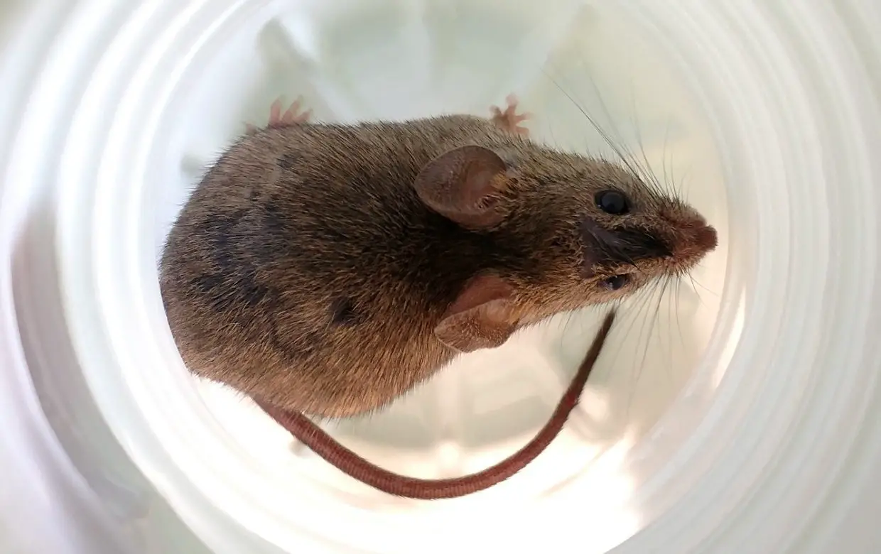 Do-It-Yourself cup rat trap