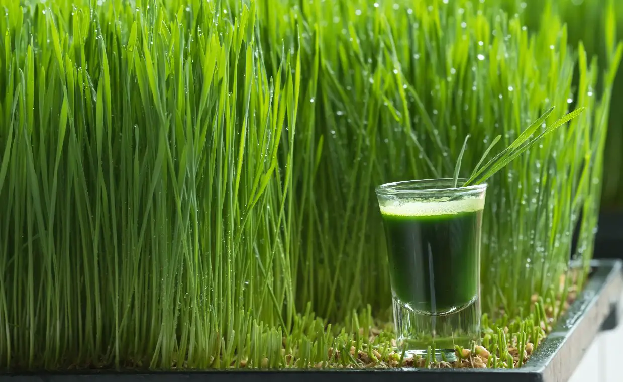 Wheatgrass juice with sprouted wheat