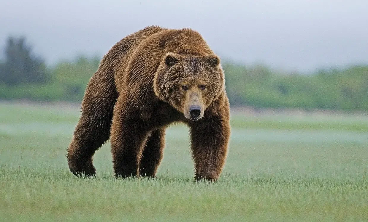 Brown bear wandering around