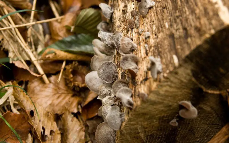 Wood Ear Mushrooms: Discovering the Unique Flavors 6 Similar musrooms to wood ear