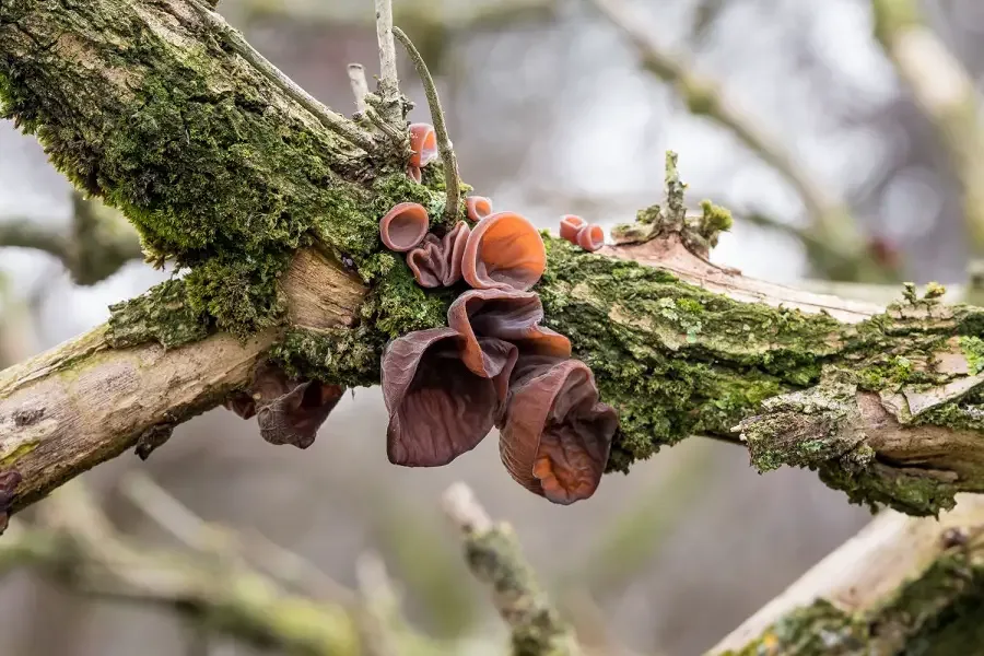 Wood Ear Mushrooms: Discovering the Unique Flavors