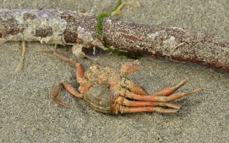 dead crab on beach