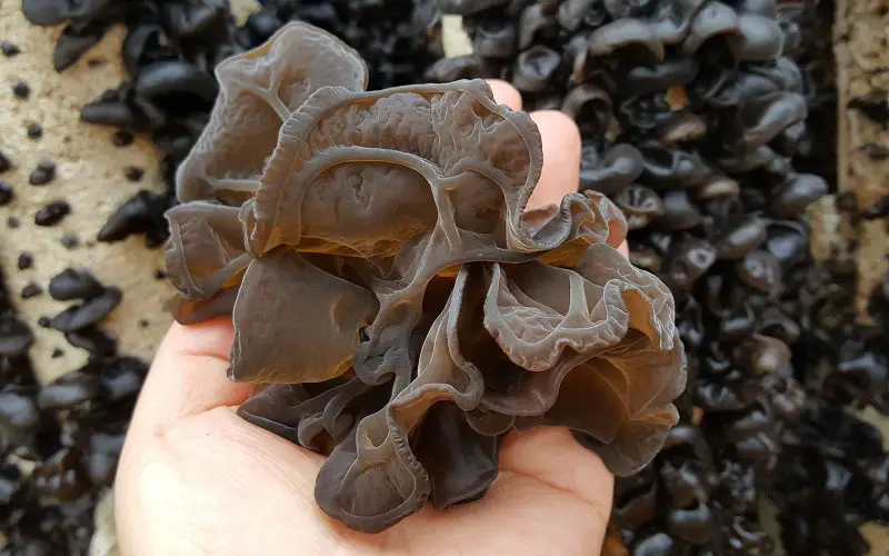 Wood Ear Mushrooms: Discovering the Unique Flavors 2 Wood ear mushrooms identification