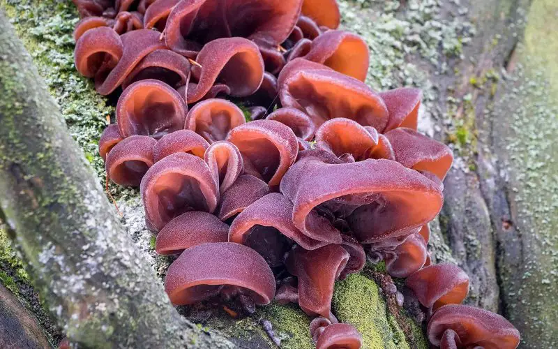 Medical benefits of wood ear mushroom