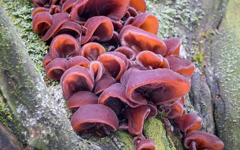 Wood Ear Mushrooms: Discovering the Unique Flavors 7 Medical benefits of wood ear mushroom