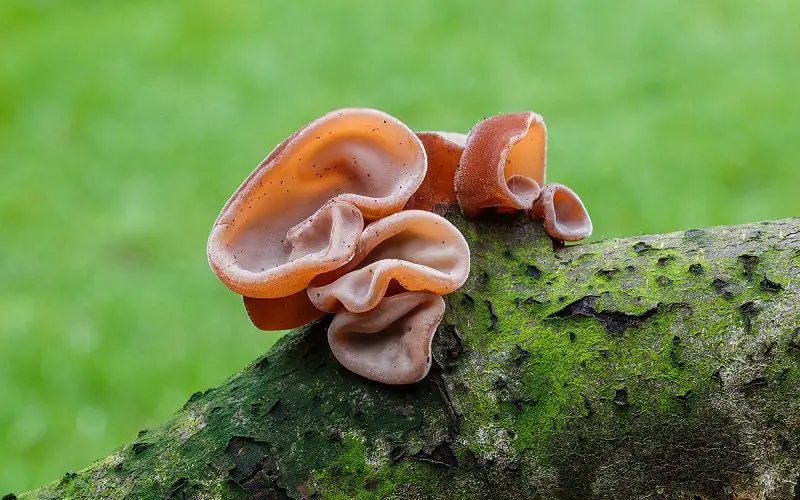 Wood Ear Mushrooms: Discovering the Unique Flavors 1 Growing wood ear mushrooms