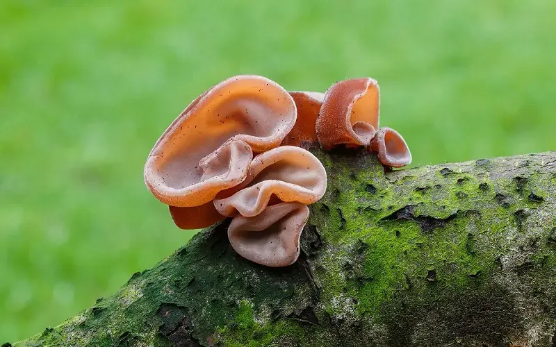 Growing wood ear mushrooms