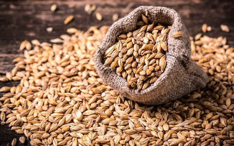 How to Make Homemade Whiskey: A Step-by-Step Guide 2 malting the barley