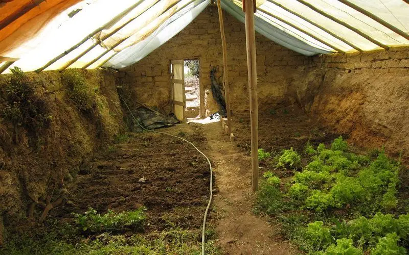 growing vegetables in underground greenhouse