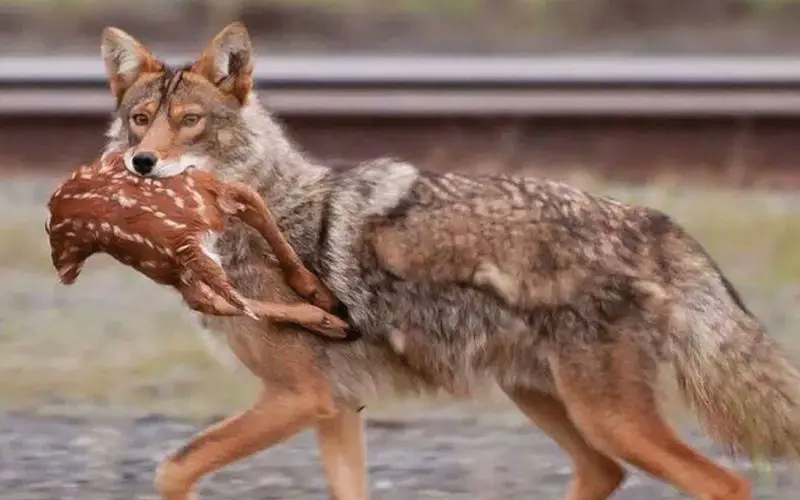 Coyote Hunting Debate: Unpacking the Reasons and Repercussions 5 coyote carrying prey