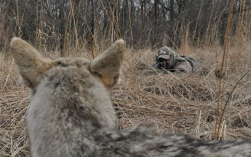 Coyote Hunting Debate: Unpacking the Reasons and Repercussions 4 hunter stalking coyote