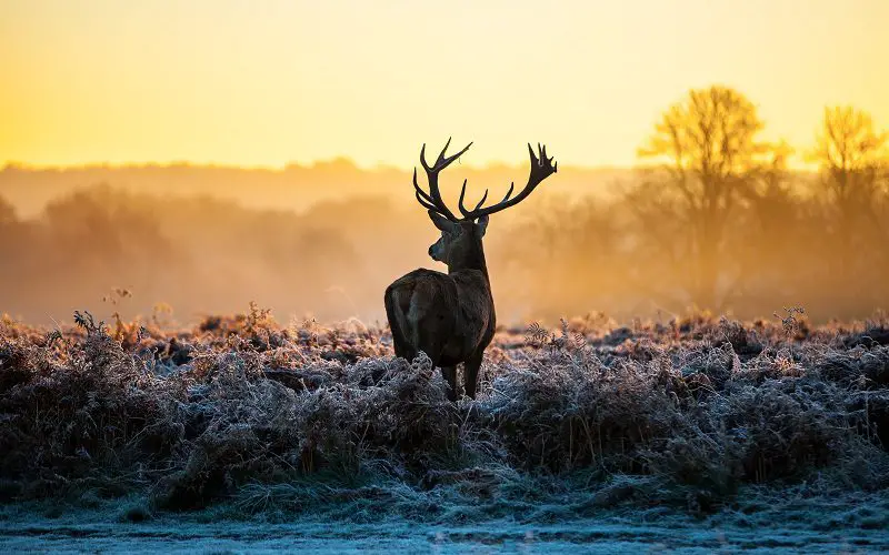 Coyote Hunting Debate: Unpacking the Reasons and Repercussions 3 hunting deer in nature