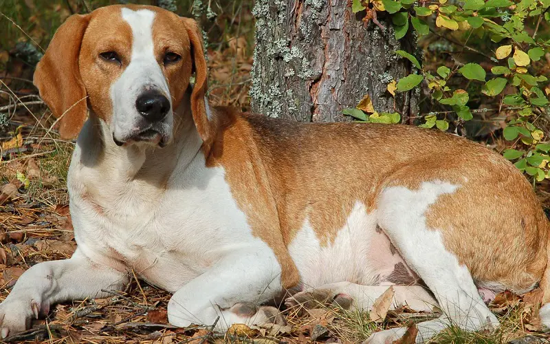 13 Best Hunting Dogs for Your Needs: Master the Hunt 4 hunting with American Foxhound dog