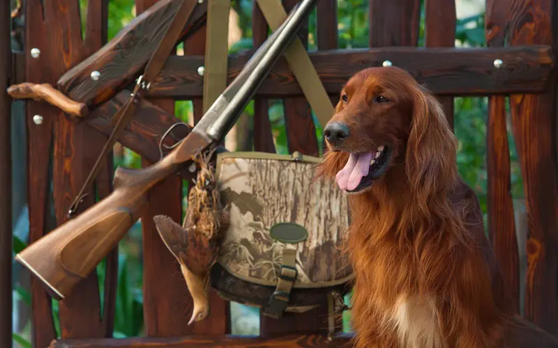 13 Best Hunting Dogs for Your Needs: Master the Hunt 7 hunting with Irish Setter dog