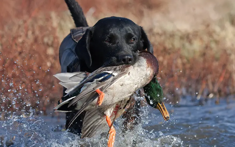 13 Best Hunting Dogs for Your Needs: Master the Hunt 2 hunting with Labrador Retriever