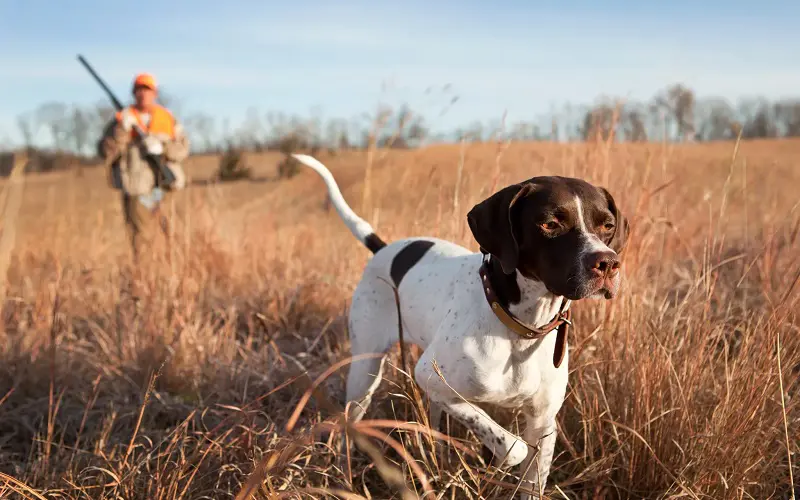 13 Best Hunting Dogs for Your Needs: Master the Hunt 3 hunting with Pointer dog