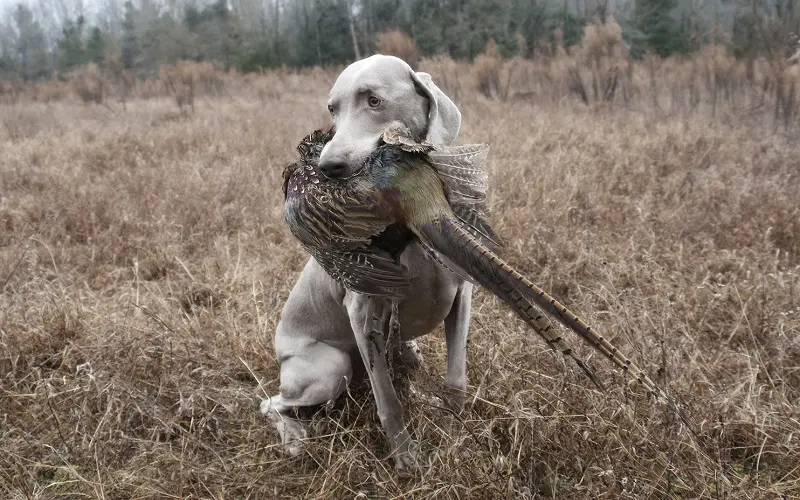 13 Best Hunting Dogs for Your Needs: Master the Hunt 5 hunting with Weimaraner dog