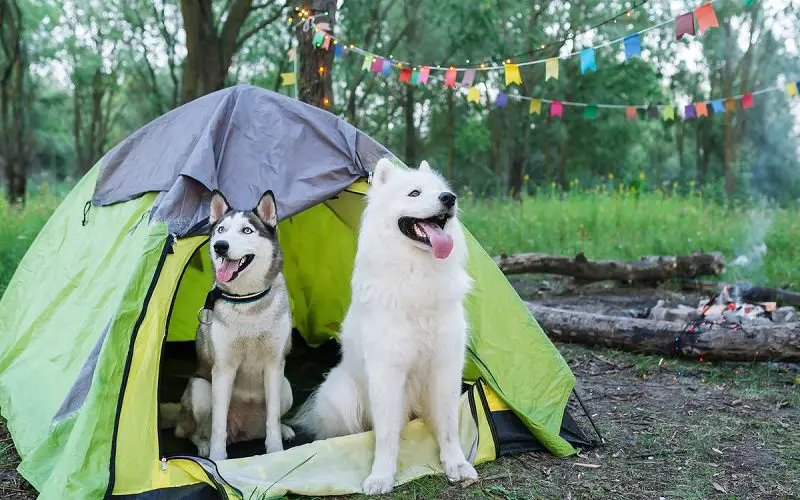 Camping with a Dog: Transform Your Camping Experience 3 camping with dogs