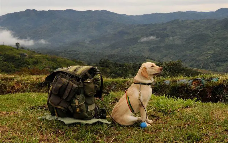 Camping with a Dog: Transform Your Camping Experience 2 dog with camping gear