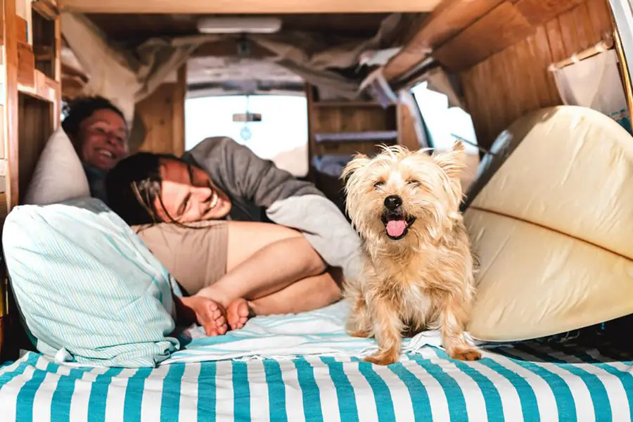 RVing With Dogs & Cats: How to Travel With Pets
