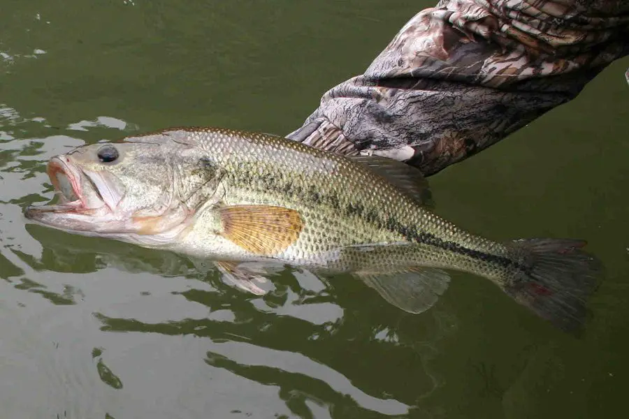 fishing for largemouth bass