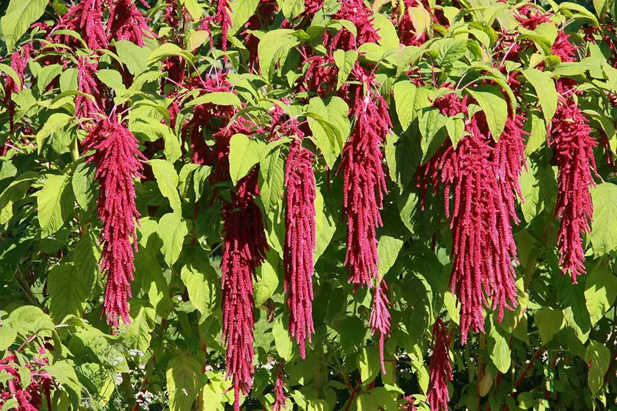 amaranth wild plant