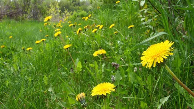 dandelions in the wild