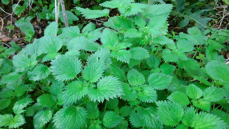 nettles plant